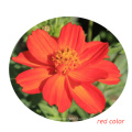 Top quality 1000 seeds  Mixed Color Garden Plant Cosmos sulphureus flower seeds